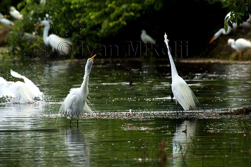e egret